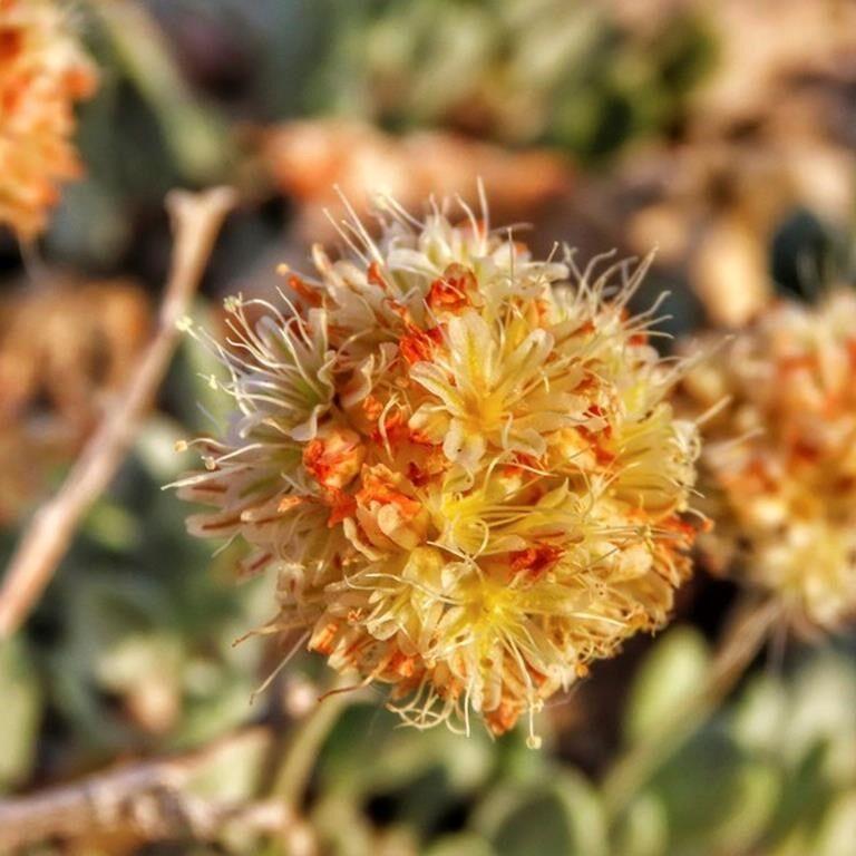 Lithium miner cited for violating endangered flower habitat